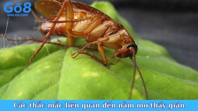 Các thắc mắc liên quan đến nằm mơ thấy gián
