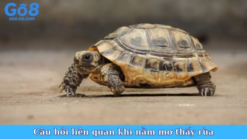Câu hỏi liên quan khi nằm mơ thấy rùa