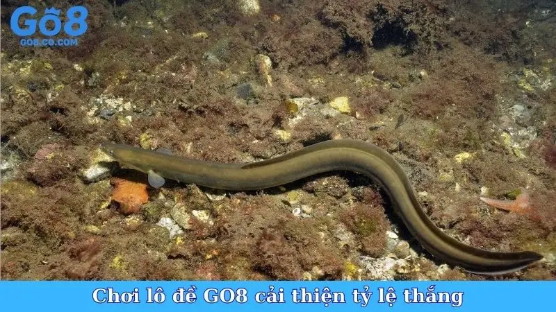 Chơi lô đề GO8 cải thiện tỷ lệ thắng
