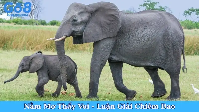 Nằm Mơ Thấy Voi - Luận Giải Chiêm Bao