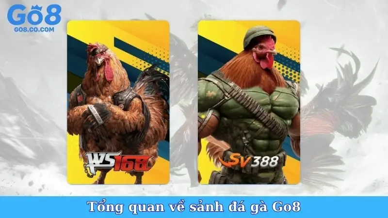 Tổng quan về sảnh đá gà Go8